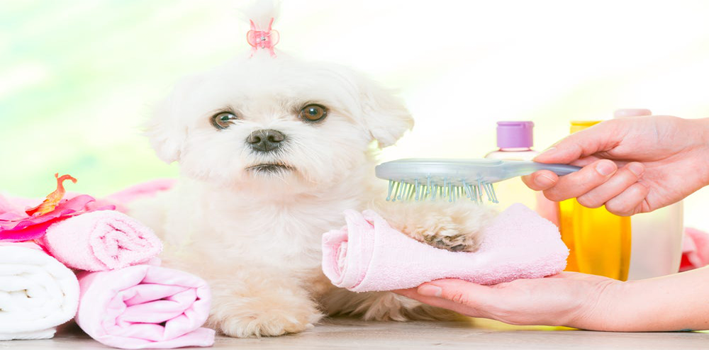 Dog Grooming