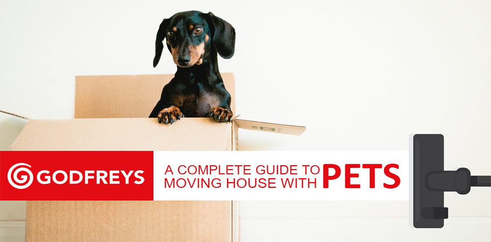 Moving House With A Dog